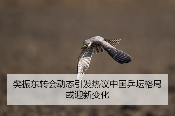 樊振东转会动态引发热议中国乒坛格局或迎新变化